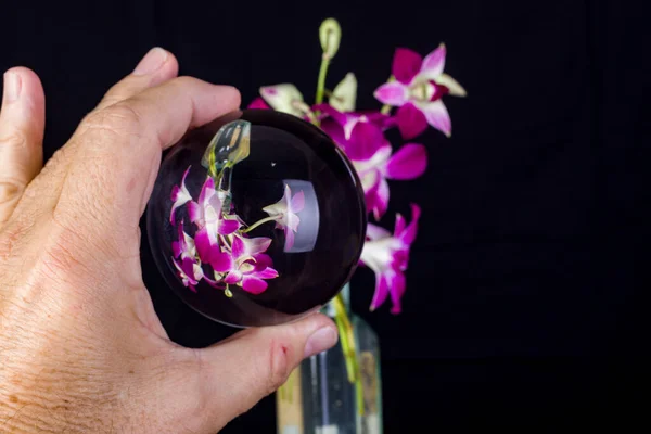 Uma Ferramenta Fotográfica Bola Lense Flores São Dendrobiums Orchids Dendrobium — Fotografia de Stock