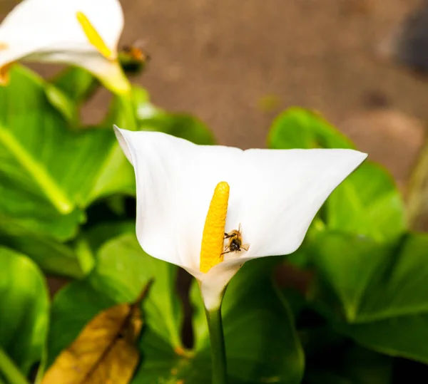 Arum Lily Often Used Funerals Also Called Peace Lily — Stock Photo, Image