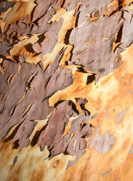 Scribbly Gum Name Given Variety Different Australian Eucalyptus Trees Which — Stock Photo, Image