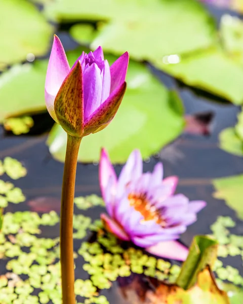 Nymphaeaceは水生で根茎性のハーブです この家族のメンバーは一般に睡蓮と呼ばれています — ストック写真