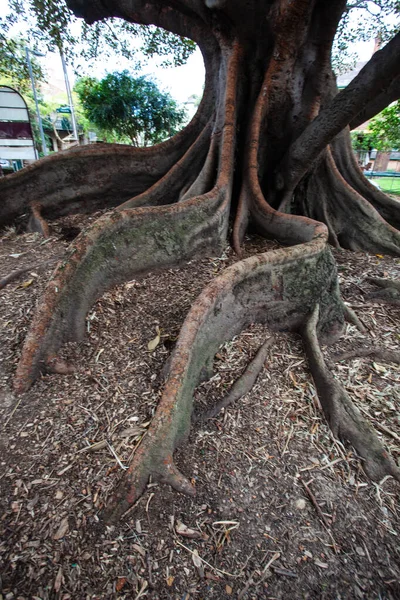 Gnarly Roots Old Fig Tree Australia — Stock Photo, Image