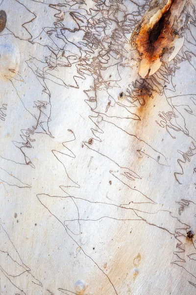 Scribbly Gum Name Given Variety Different Australian Eucalyptus Trees Which — Stock Photo, Image