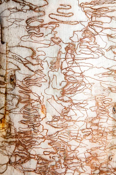 Scribbly Rágógumi Egy Név Hogy Különböző Ausztrál Eukaliptusz Fák Amelyek — Stock Fotó