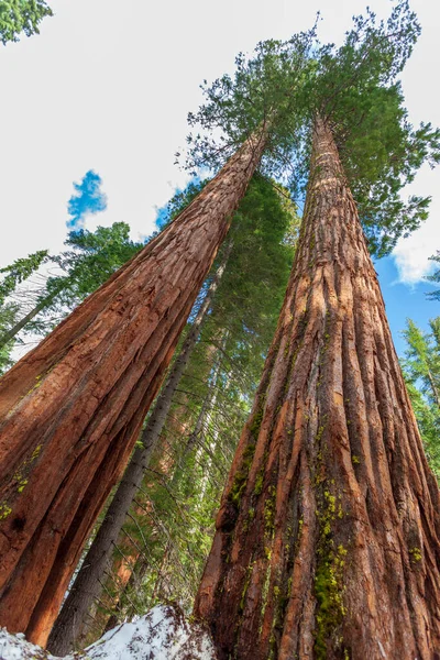 Forêt Séquoias Californie Usa — Photo
