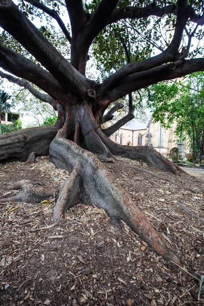 澳大利亚的一棵老无花果树的小树根 — 图库照片