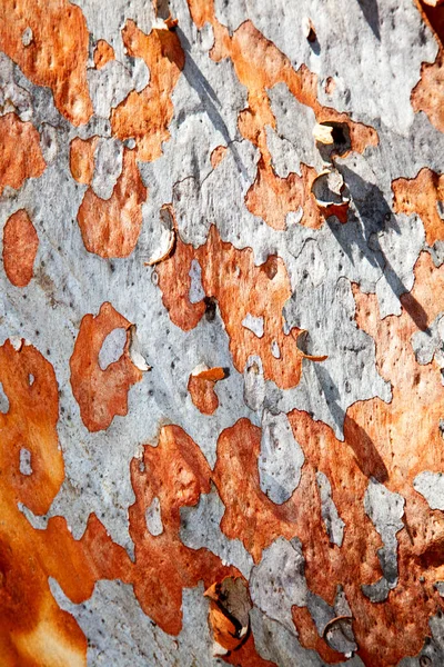 Scribbly Gum 다양한 오스트 레일리 Eucalyptus 나무에 붙여진 이름으로 나무껍질에 — 스톡 사진