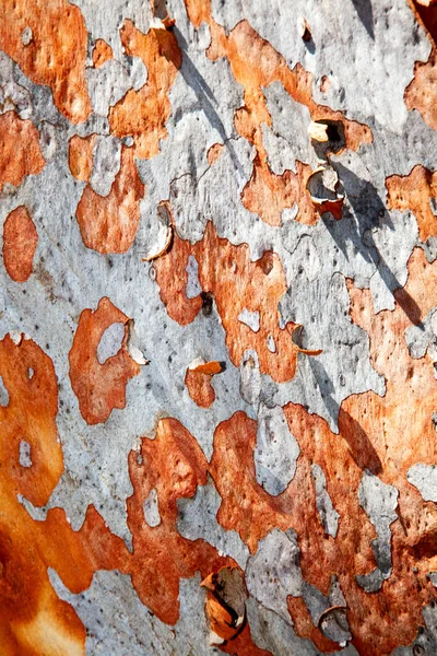 Scribbly Gum Nome Dado Uma Variedade Diferentes Eucaliptos Australianos Que — Fotografia de Stock