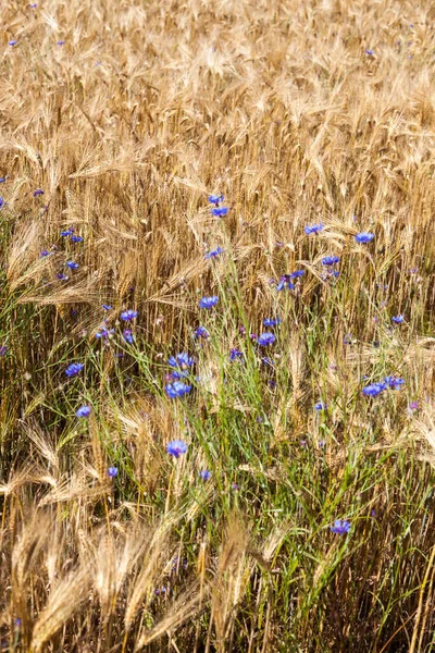 Scena Francia Dorgone Fileds Fiori Fieno — Foto Stock