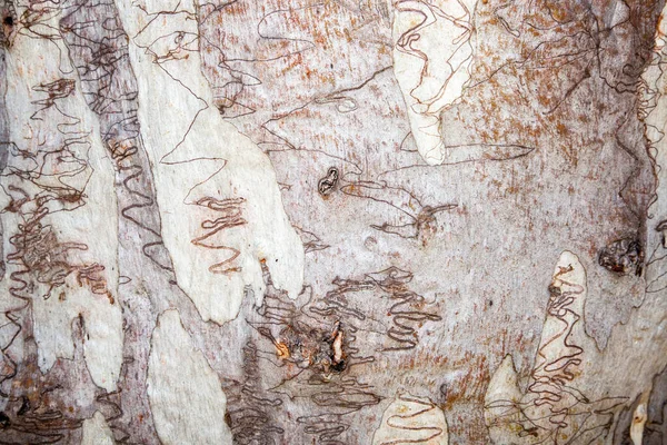 Scribbly Gum Nome Dado Uma Variedade Diferentes Eucaliptos Australianos Que — Fotografia de Stock