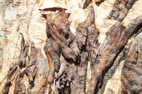 Scribbly Gum Nome Dado Uma Variedade Diferentes Eucaliptos Australianos Que — Fotografia de Stock