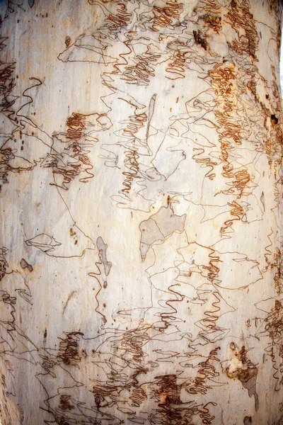 Scribbly Gum Est Nom Donné Une Variété Différents Eucalyptus Australiens — Photo