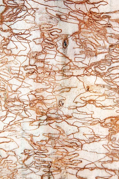 可控口香糖是澳大利亚各种桉树的名字 这些桉树生长着可控口香糖蛾的幼虫 在树皮上留下了独特的可控穴居图案 — 图库照片