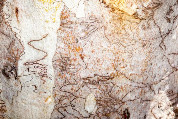 Scribbly Gum Nome Dado Uma Variedade Diferentes Eucaliptos Australianos Que — Fotografia de Stock