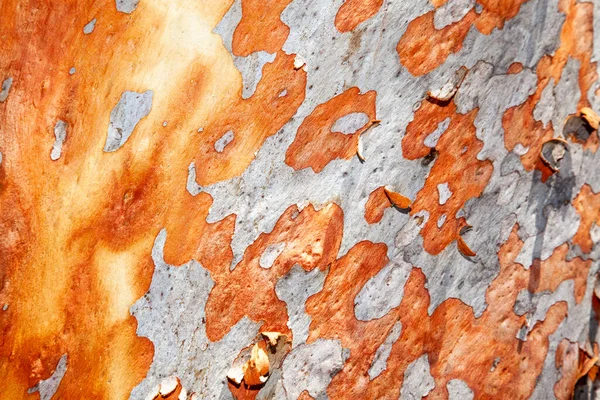 Жвачка Имя Данное Различным Австралийским Эвкалиптовым Деревьям Которые Являются Хозяевами — стоковое фото