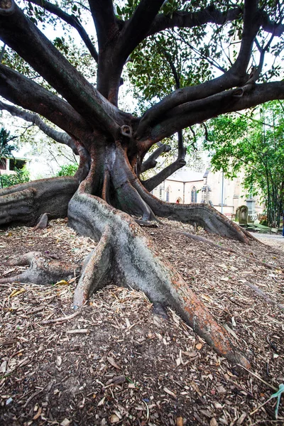 Gnarly Roots Old Fig Tree Australia — Stock Photo, Image