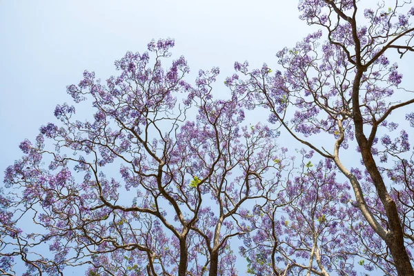 Krásný Jacaranda Strom Austrálii — Stock fotografie