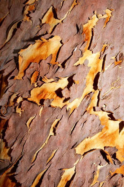 Scribbly Gum Name Given Variety Different Australian Eucalyptus Trees Which — Stock Photo, Image