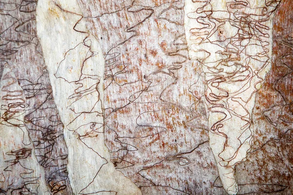 Scribbly Gum Nome Dado Uma Variedade Diferentes Eucaliptos Australianos Que — Fotografia de Stock