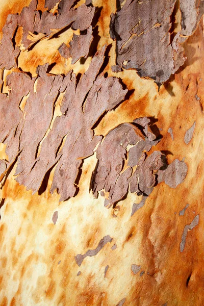 Goma Garabato Nombre Dado Una Variedad Diferentes Árboles Eucalipto Australiano —  Fotos de Stock