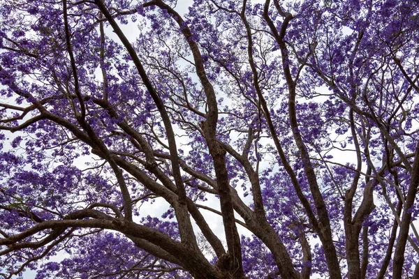Krásný Jacaranda Strom Austrálii — Stock fotografie