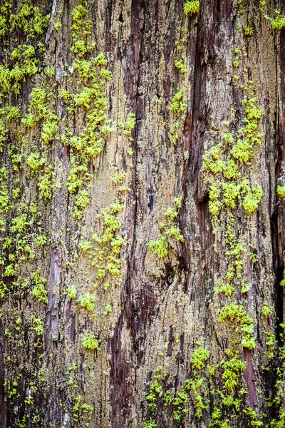 Tronco Envejecido Con Musgo Creciendo — Foto de Stock