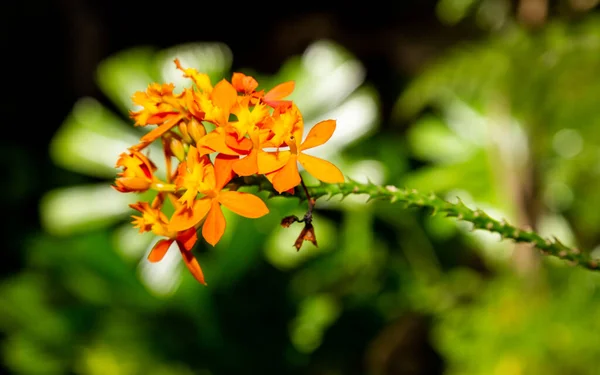 Epidendrum Ibaguense Crucifix Orchid Orange Könnyű Orchidea Kezdőknek Stock Kép