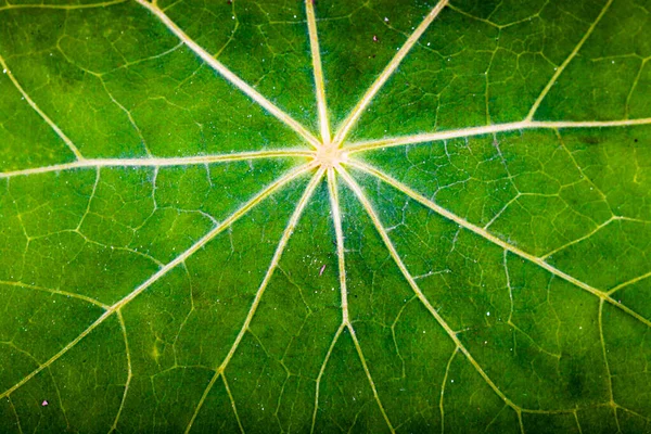 Macaranga Tanarius Congedo Molto Ampio Questo Molto Alieno Come — Foto Stock