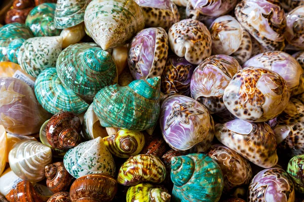 Carved Shells Spire Part Coiled Shell Molluscs Spire Consists All — Stock Photo, Image