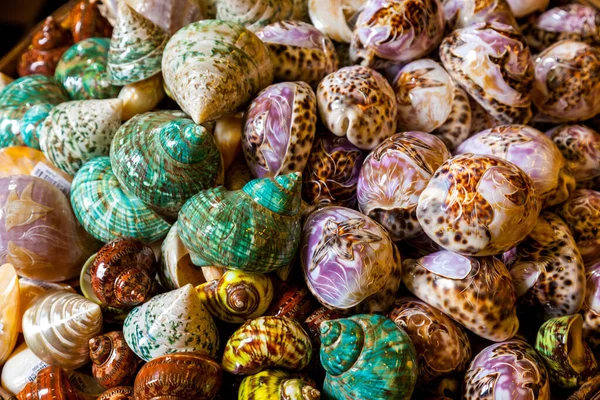 Carved Shells Spire Part Coiled Shell Molluscs Spire Consists All — Stock Photo, Image