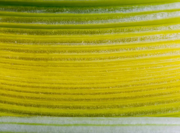 Cut Celery Interesting Pattern — Stock Photo, Image