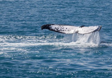 Balina Hervey Bay Avustralya
