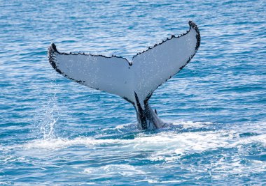 whale Hervey Bay Australia clipart