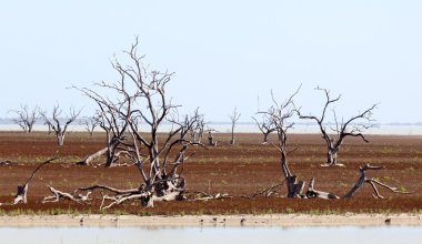 Menindee göller Avustralya mystrious ölü ağaçlar