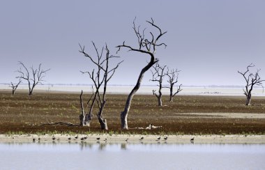 Menindee göller Avustralya mystrious ölü ağaçlar