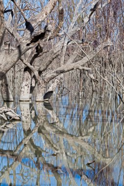 Menindee göller Avustralya mystrious ölü ağaçlar