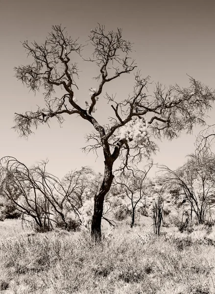 Lonely outback öken träd Australien — Stockfoto