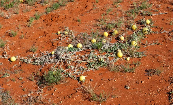 Woestijn pompoen Australië — Stockfoto