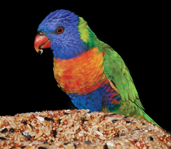 Lorikeet da Austrália — Fotografia de Stock