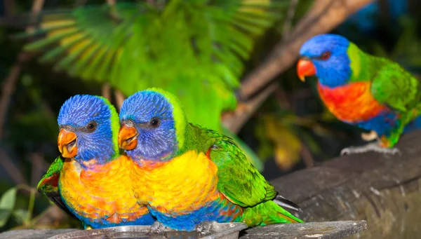 Lorikeet aus australien — Stockfoto