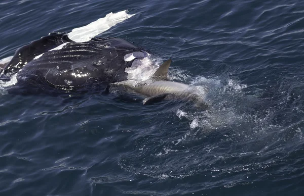 Shark eating whale — Stock Photo, Image