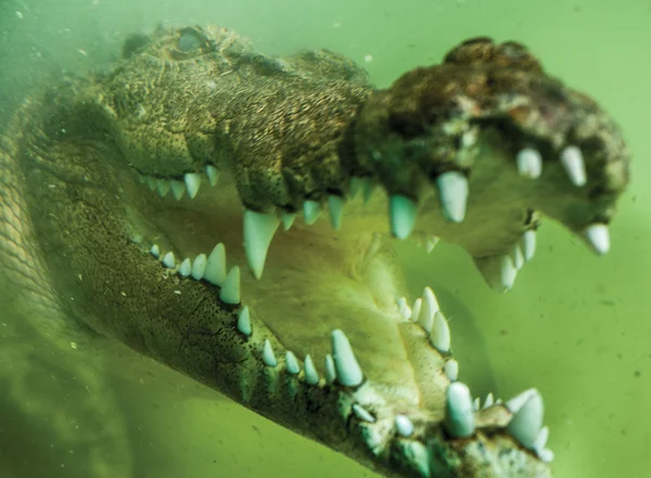 Crocodile — Stock Photo, Image