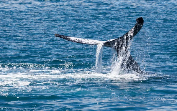 Whale Hervey Bay Australia — стоковое фото