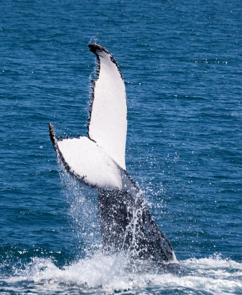 Baleia Hervey Bay Austrália — Fotografia de Stock