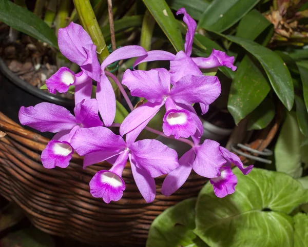 Hermosa orquídea —  Fotos de Stock