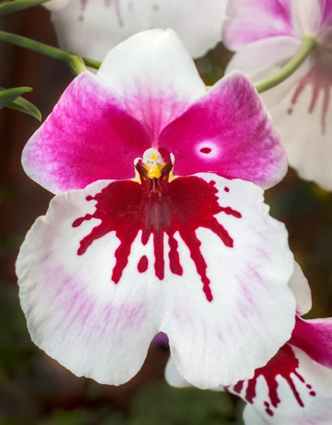 Hermosa orquídea —  Fotos de Stock