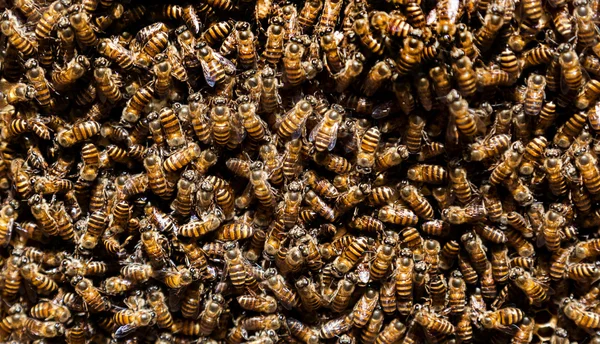 Abelhas abelhas abelhas — Fotografia de Stock