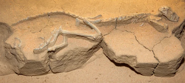 Tigre tasmanien très vieux fossile — Photo