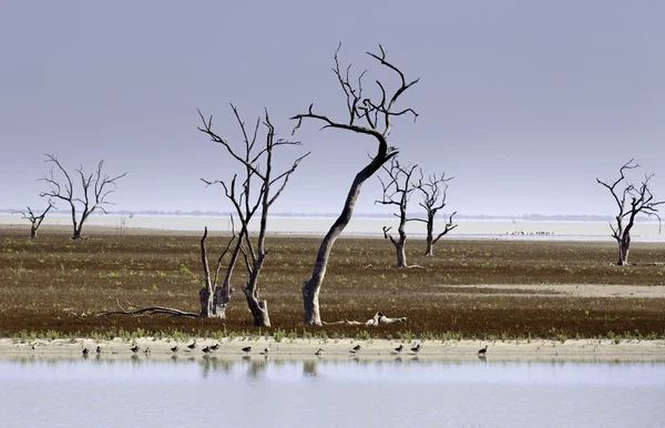 Mysteriöse abgestorbene Bäume menindee Seen Australien — Stockfoto