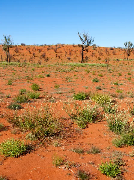 Outback scene Stock Picture