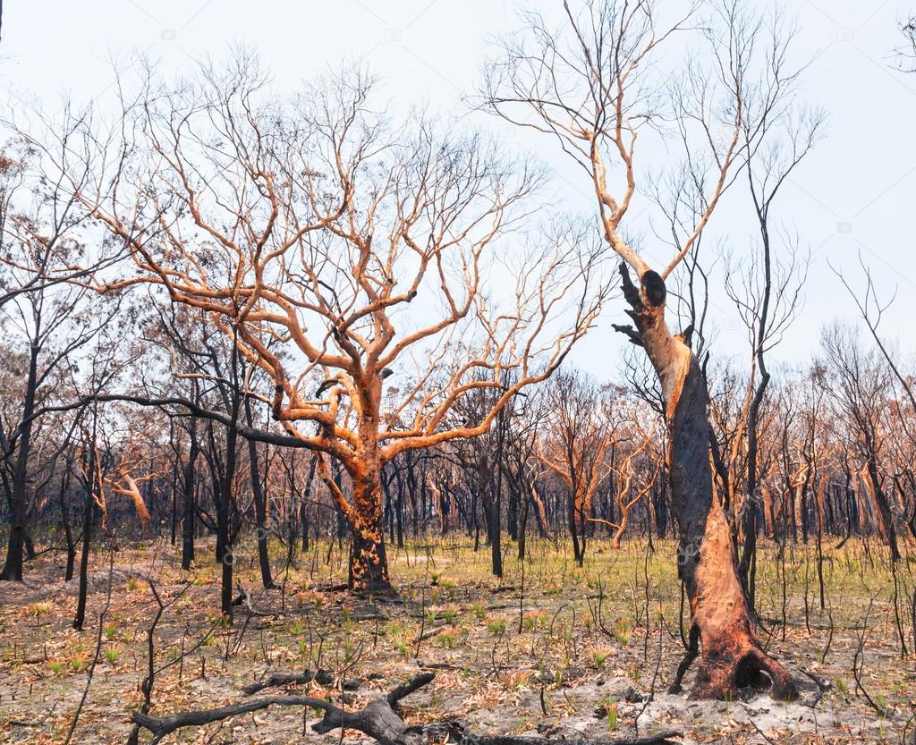 Bushfire aftermath